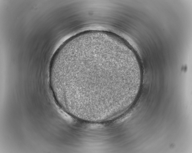 X0000090440837200708102025