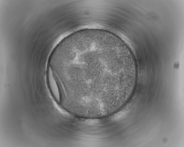 X0000090440845200708102025