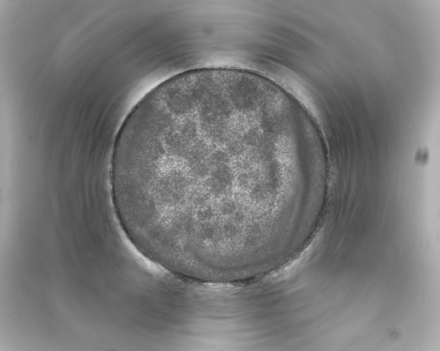X0000090440847200708102026