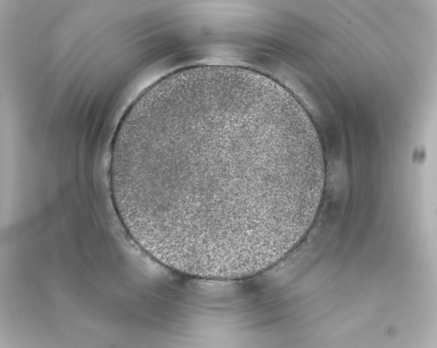 X0000090440856200708102026