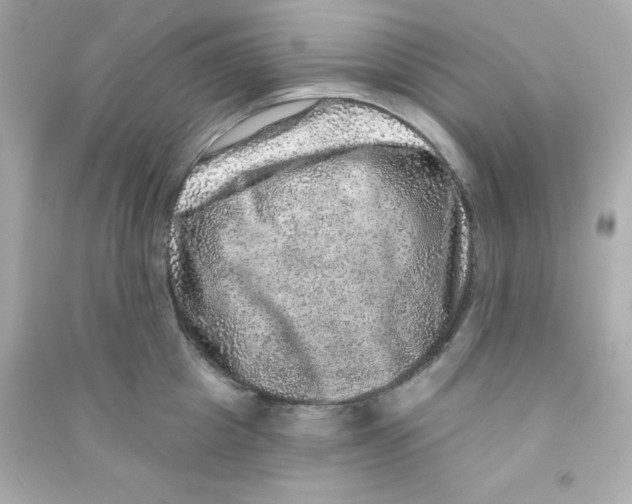 X0000090440857200708102026