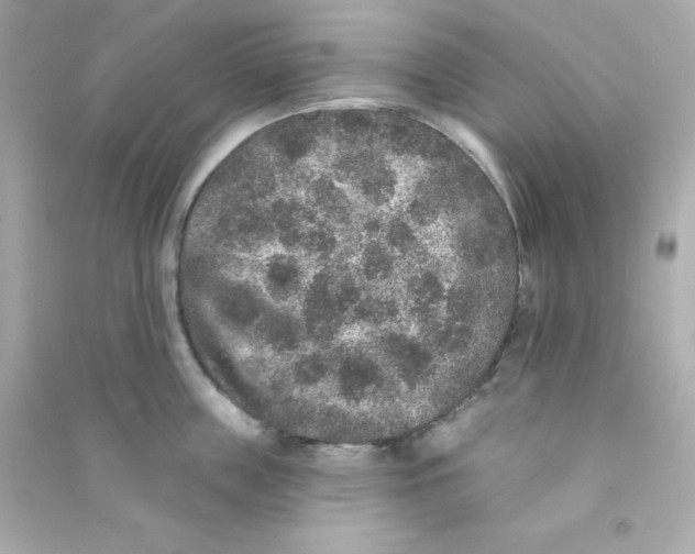 X0000090440859200708102026