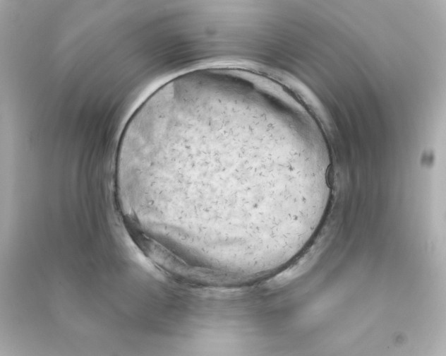 X0000090440860200708102026