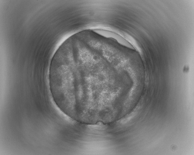 X0000090440863200708102026