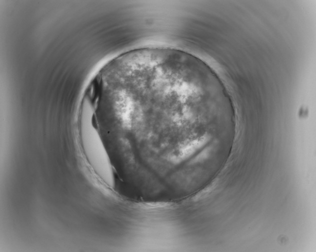 X0000090440864200708102026