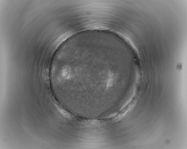 X0000090440881200708102025