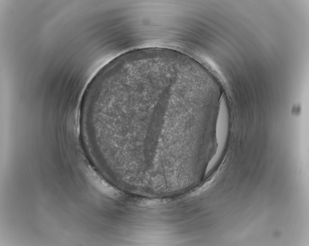 X0000090440892200708102025