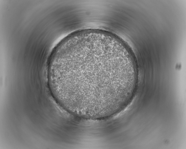 X0000090440925200708102024