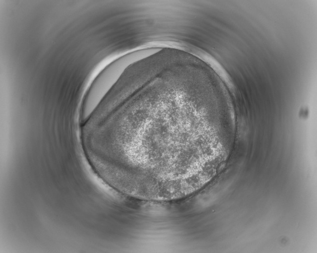 X0000090440955200708102024
