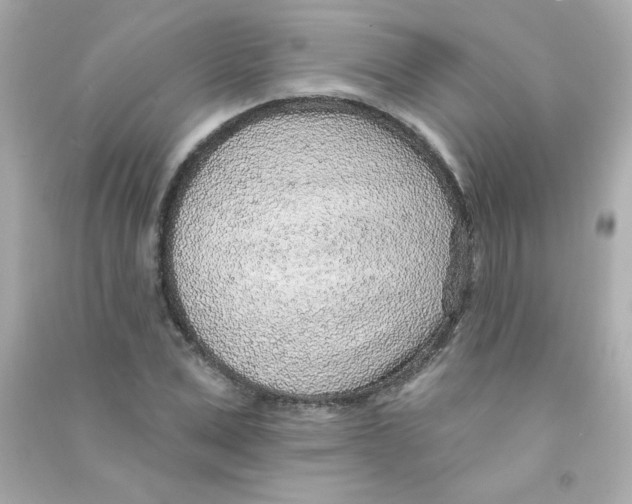 X0000090440975200708102024