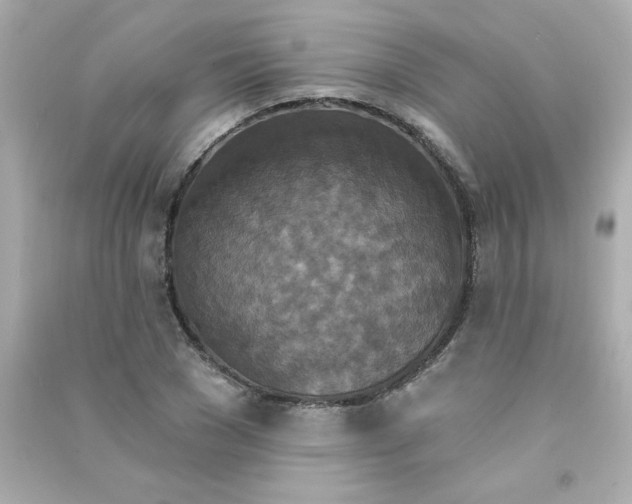 X0000090440977200708102024