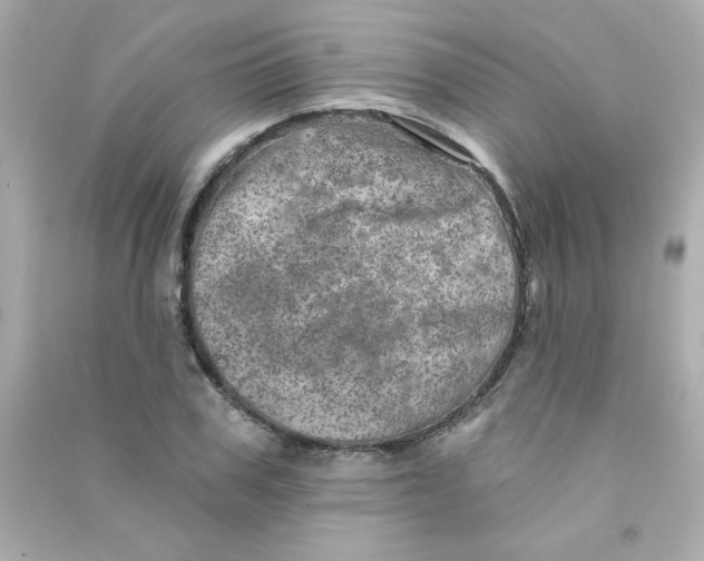 X0000090440979200708102023