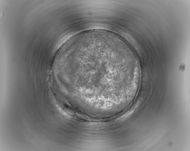 X0000090440985200708102023