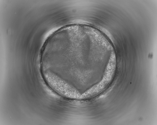 X0000090440987200708102023
