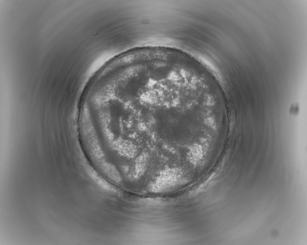 X0000090440990200708102023