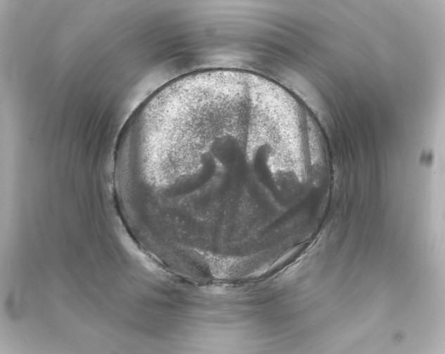 X0000090440994200708102023