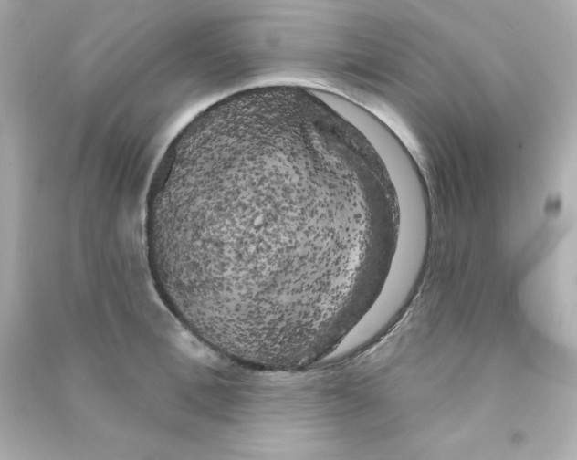 X0000090440996200708102023