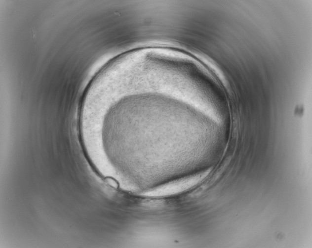 X0000090441006200708102023