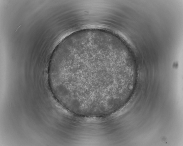 X0000090441025200708102023