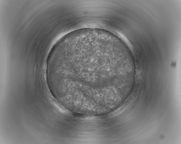 X0000090441035200708102023