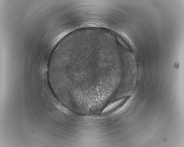 X0000090441065200708102022