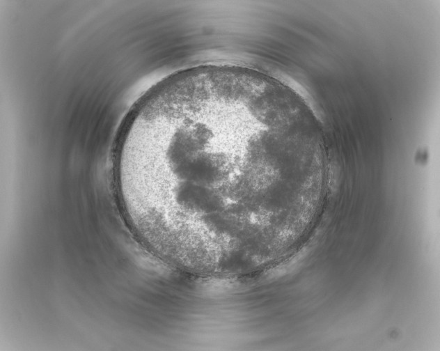 X0000090441074200708102022