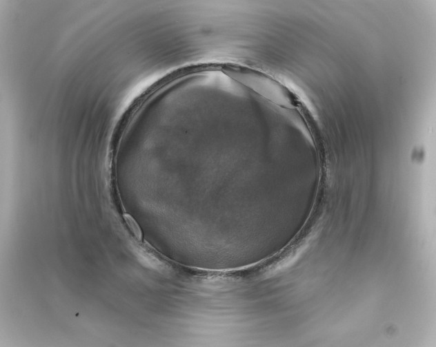 X0000090441077200708102022