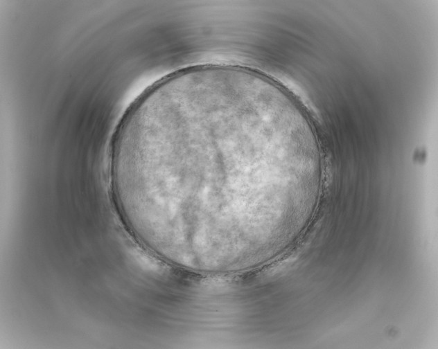 X0000090441078200708102022
