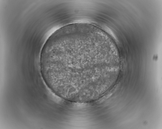 X0000090441087200708102022