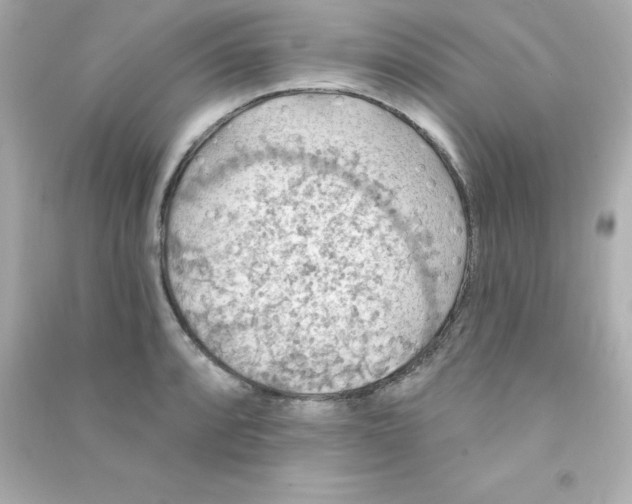 X0000090441088200708102022