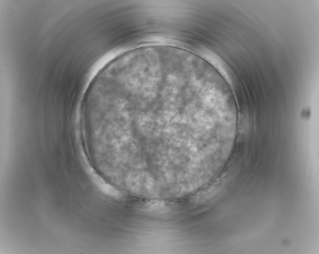 X0000090441098200708102022