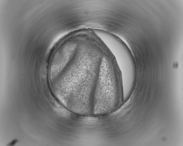 X0000090441115200708102021