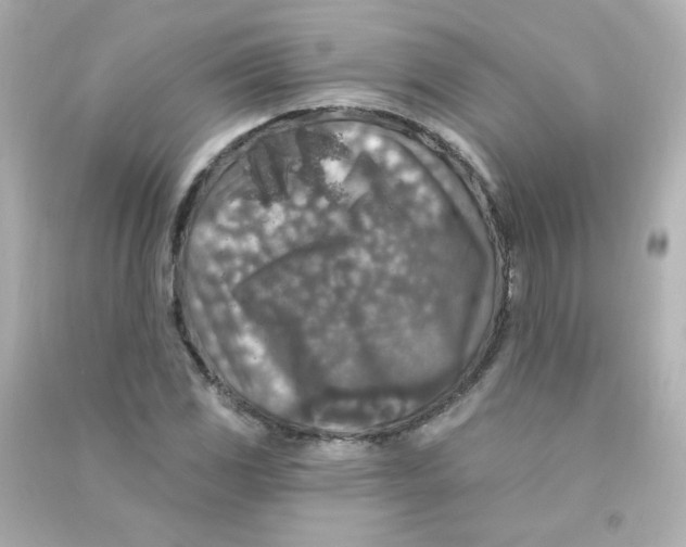 X0000090441117200708102021