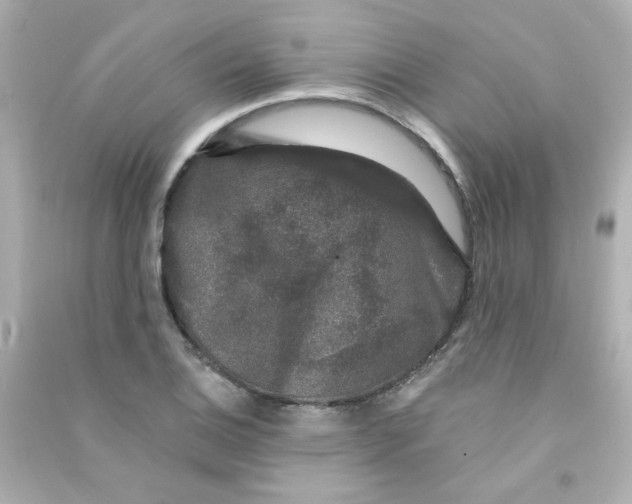 X0000090441124200708102021