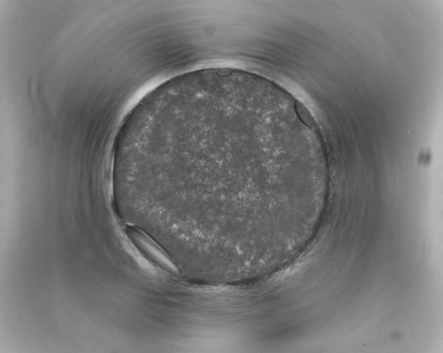 X0000090441127200708102021