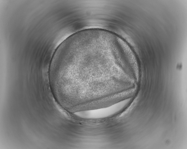 X0000090441137200708102021