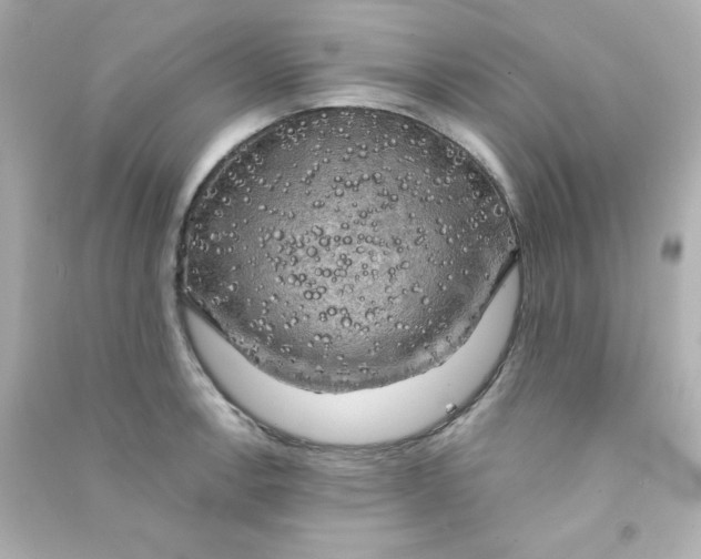 X0000090441138200708102021