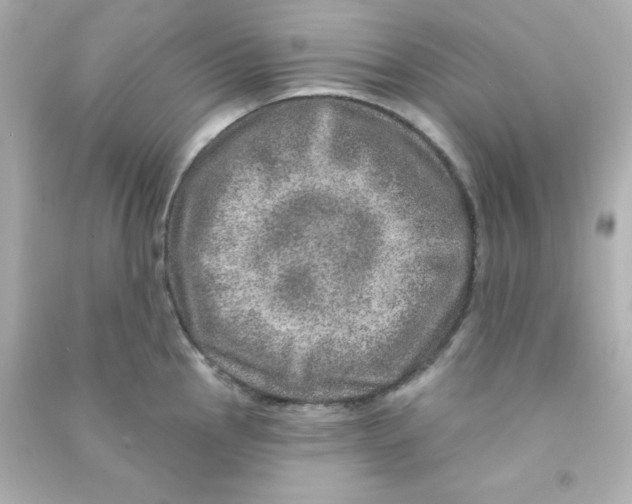 X0000090441145200708102021