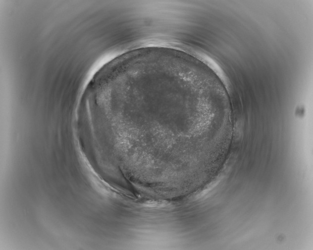 X0000090441146200708102021