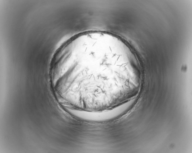 X0000090441168200708102021