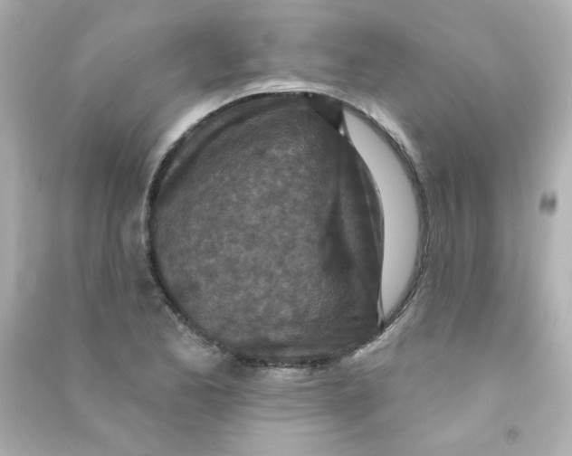 X0000090441173200708102021