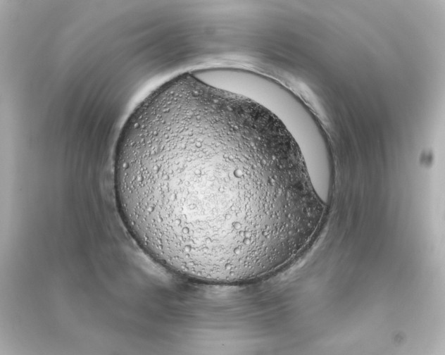 X0000090441184200708102020