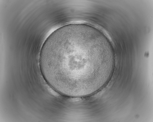 X0000090441186200708102020