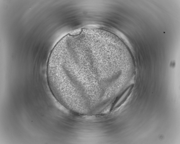 X0000090441194200708102020
