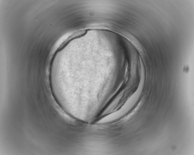X0000090441196200708102020