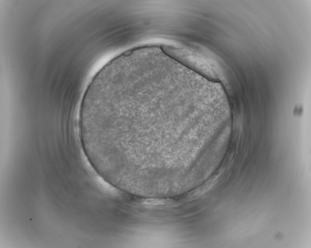 X0000090441199200708102020