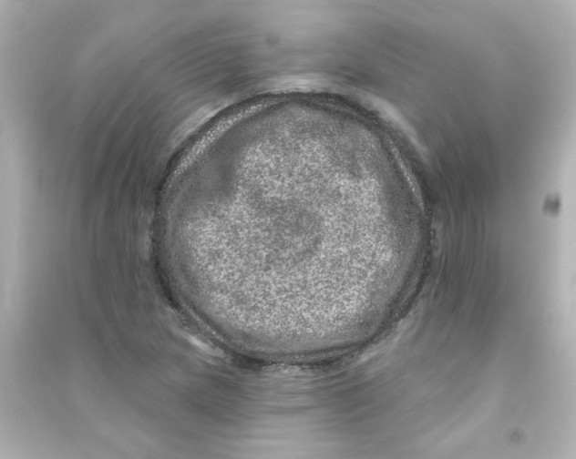 X0000090441217200708102020