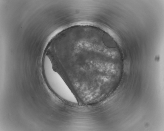 X0000090441229200708102020