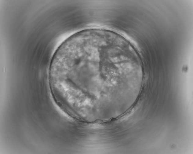 X0000090441239200708102020