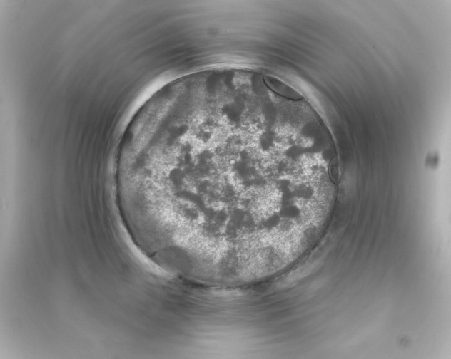X0000090441243200708102020